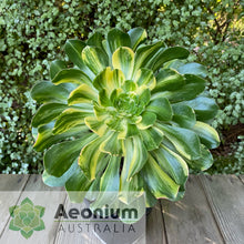 Load image into Gallery viewer, Aeonium 'Butterfly'