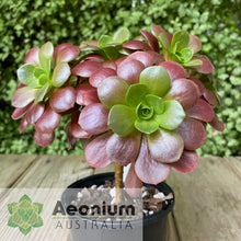 Load image into Gallery viewer, Aeonium 'Color World'