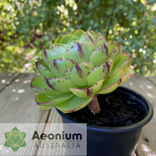 Load image into Gallery viewer, Aeonium 'Phoenix Crown'