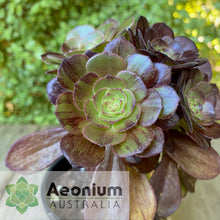 Load image into Gallery viewer, Aeonium 'Magic Forest'
