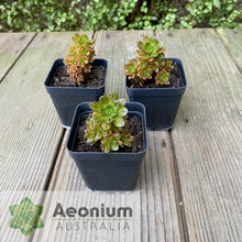 Load image into Gallery viewer, Aeonium 'Infinity'