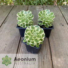 Load image into Gallery viewer, Aeonium 'Yan Ning'