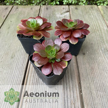 Load image into Gallery viewer, Aeonium 'Color World'