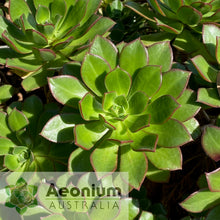 Load image into Gallery viewer, Aeonium decorum var. guarimiarense