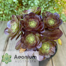 Load image into Gallery viewer, Aeonium 'Magic Forest'