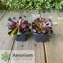Load image into Gallery viewer, Aeonium 'Big Bang'