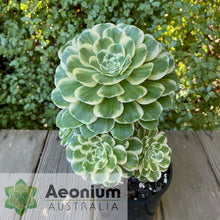 Load image into Gallery viewer, Aeonium 'Yan Ning'
