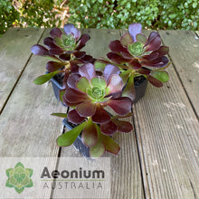 Load image into Gallery viewer, Aeonium 'Chocolate Rose'