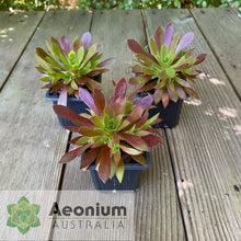Load image into Gallery viewer, Aeonium 'Cornish Tribute'