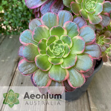 Load image into Gallery viewer, Aeonium 'Esther'
