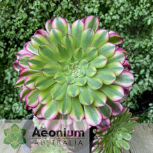 Load image into Gallery viewer, Aeonium 'Zhu Rong' (God of Fire)