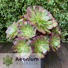 Load image into Gallery viewer, Aeonium 'Black King Kong'