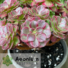 Load image into Gallery viewer, Aeonium 'Anna'
