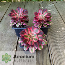 Load image into Gallery viewer, Aeonium 'Chanel'