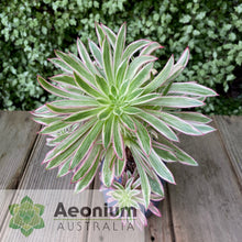 Load image into Gallery viewer, Aeonium 'Firecracker' Variegated