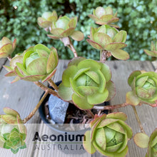 Load image into Gallery viewer, Aeonium 'Little Luna'