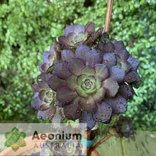 Load image into Gallery viewer, Aeonium 'Black Dragon'