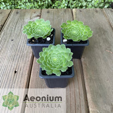 Load image into Gallery viewer, Aeonium tabuliforme