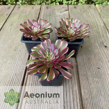 Load image into Gallery viewer, Aeonium 'Red King Kong'