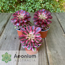 Load image into Gallery viewer, Aeonium 'Chanel'