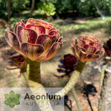 Load image into Gallery viewer, Aeonium arboreum 'Madara'