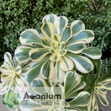 Load image into Gallery viewer, Aeonium 'Zeus'