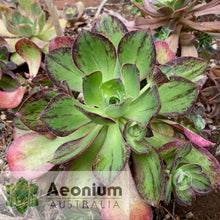 Load image into Gallery viewer, Aeonium 'Marnier Lapostolle’