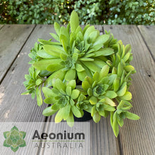 Load image into Gallery viewer, Aeonium 'Mayfield'