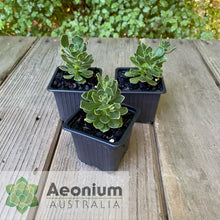 Load image into Gallery viewer, Aeonium spathulatum hybrid