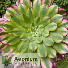 Load image into Gallery viewer, Aeonium 'Zhu Rong' (God of Fire)