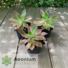 Load image into Gallery viewer, Aeonium leucoblepharum (Yemen Form)