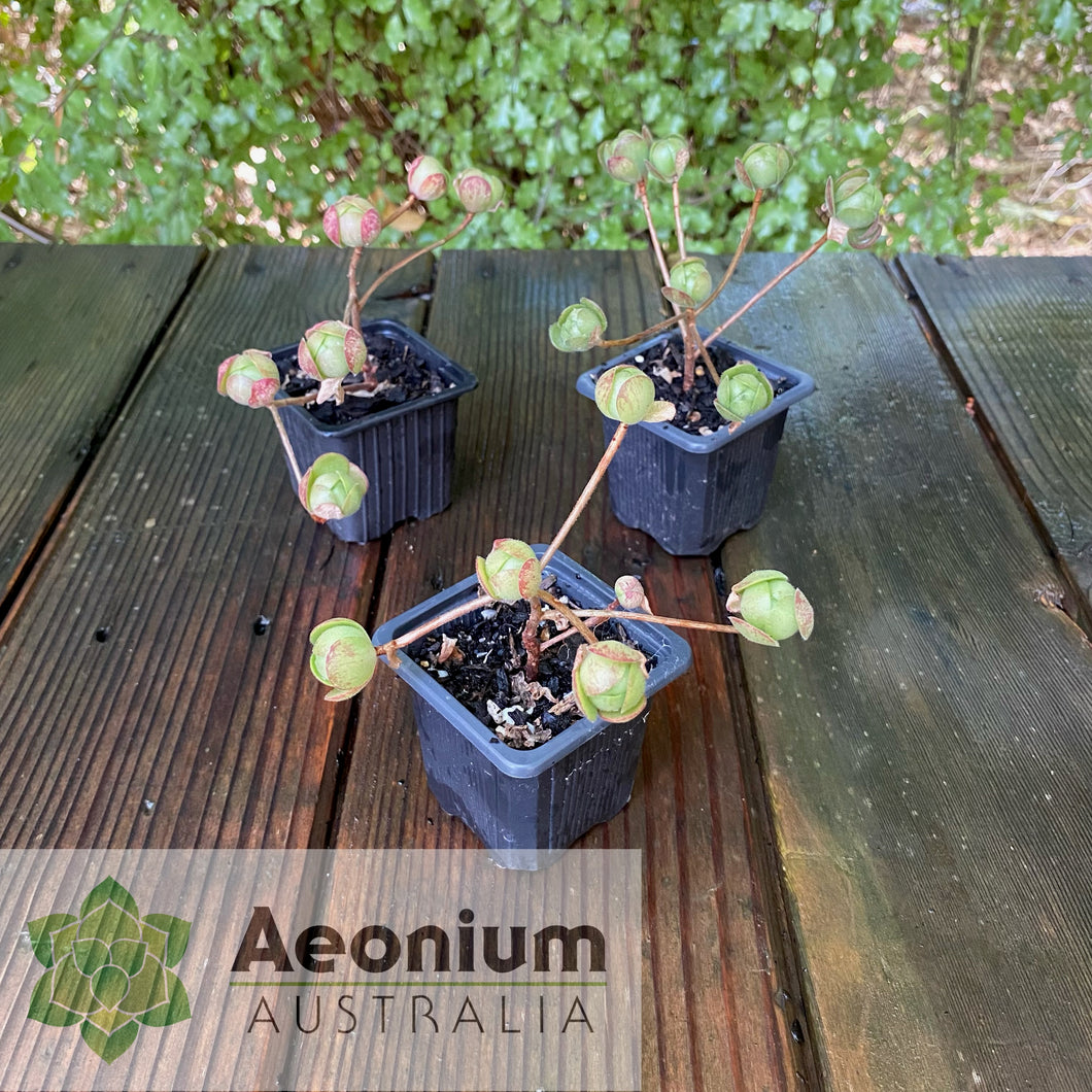 Aeonium saundersii