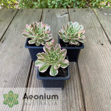Load image into Gallery viewer, Aeonium 'Green Tea'