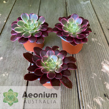 Load image into Gallery viewer, Aeonium 'Canary'