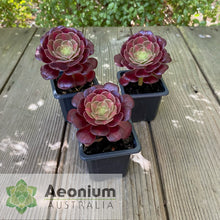 Load image into Gallery viewer, Aeonium 'Kilimanjaro'