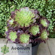 Load image into Gallery viewer, Aeonium 'Black King Kong'