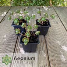 Load image into Gallery viewer, Aeonium saundersii