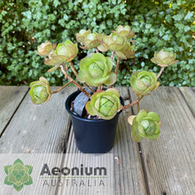 Load image into Gallery viewer, Aeonium 'Little Luna'