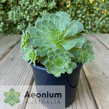 Load image into Gallery viewer, Aeonium x aureozoon