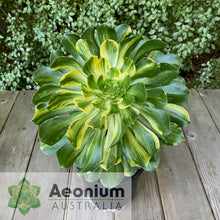 Load image into Gallery viewer, Aeonium 'Butterfly'