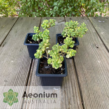 Load image into Gallery viewer, Aichryson bethencourtianum Variegated