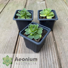 Load image into Gallery viewer, Aeonium dodrantale