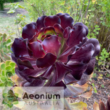 Load image into Gallery viewer, Aeonium 'Voodoo'