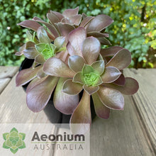 Load image into Gallery viewer, Aeonium 'Color Scheme'