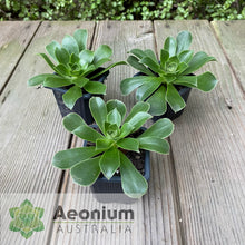 Load image into Gallery viewer, Aeonium balsamiferum
