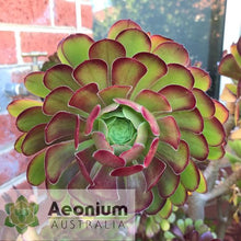 Load image into Gallery viewer, Aeonium 'Atropurpureum'