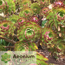Load image into Gallery viewer, Aeonium 'Atropurpureum'