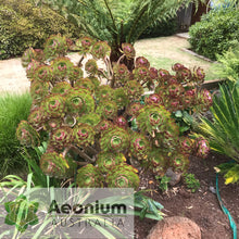 Load image into Gallery viewer, Aeonium 'Atropurpureum'