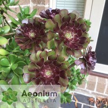 Load image into Gallery viewer, Aeonium 'Atropurpureum'