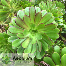 Load image into Gallery viewer, Aeonium 'Atropurpureum'